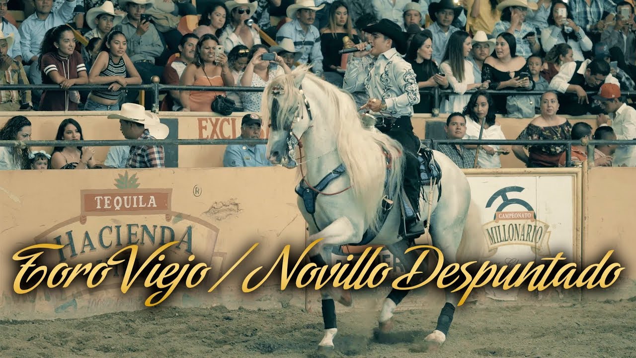 Beto Peña - Toro Viejo, Novillo Despuntado (En Vivo)