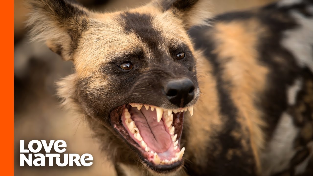 Painted Wolf Pack Goes on the Hunt