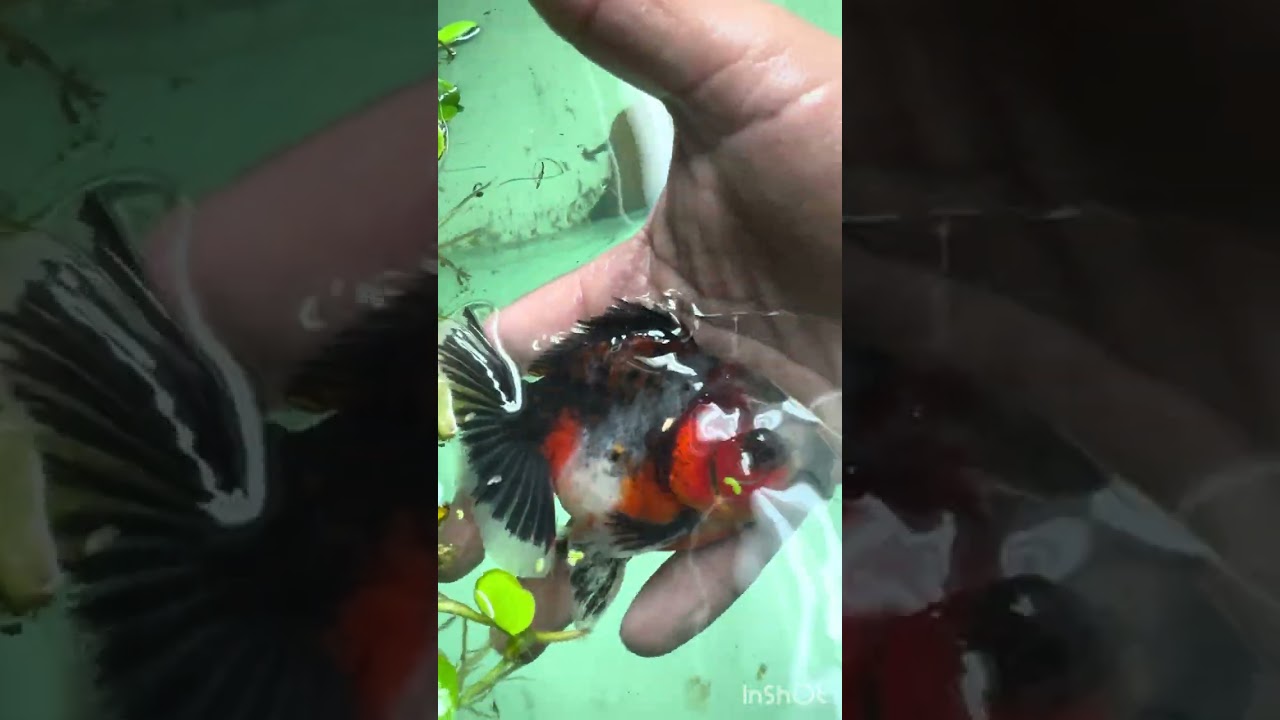 Primera llegada de golfish 