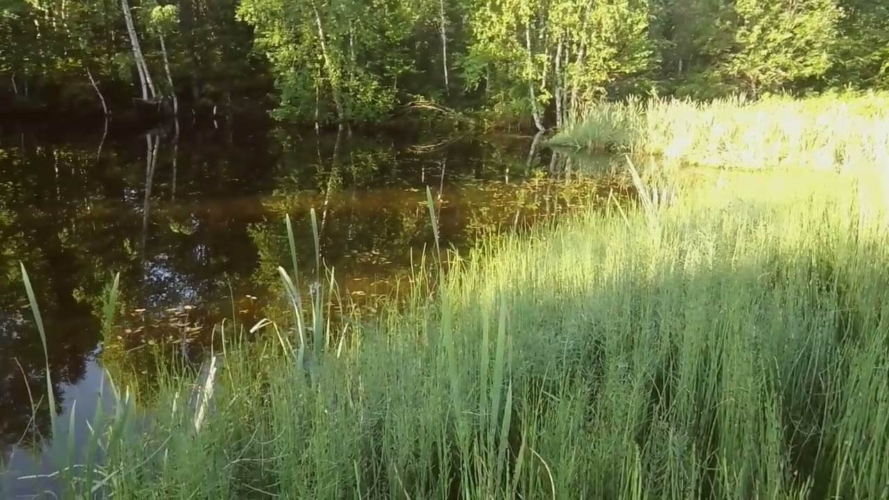 ДРЕМУЧИЙ МЕДВЕДЬ. К.Паустовский. Читает А.Ключук.