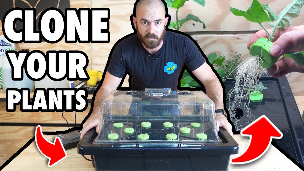 DIY Hydroponic Cloning, Propagation and Rooting Technique Ft: Spider Farmer SF600