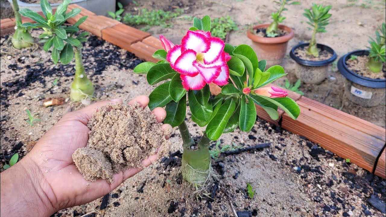 O poder da areia nas rosas do deserto 🏜
