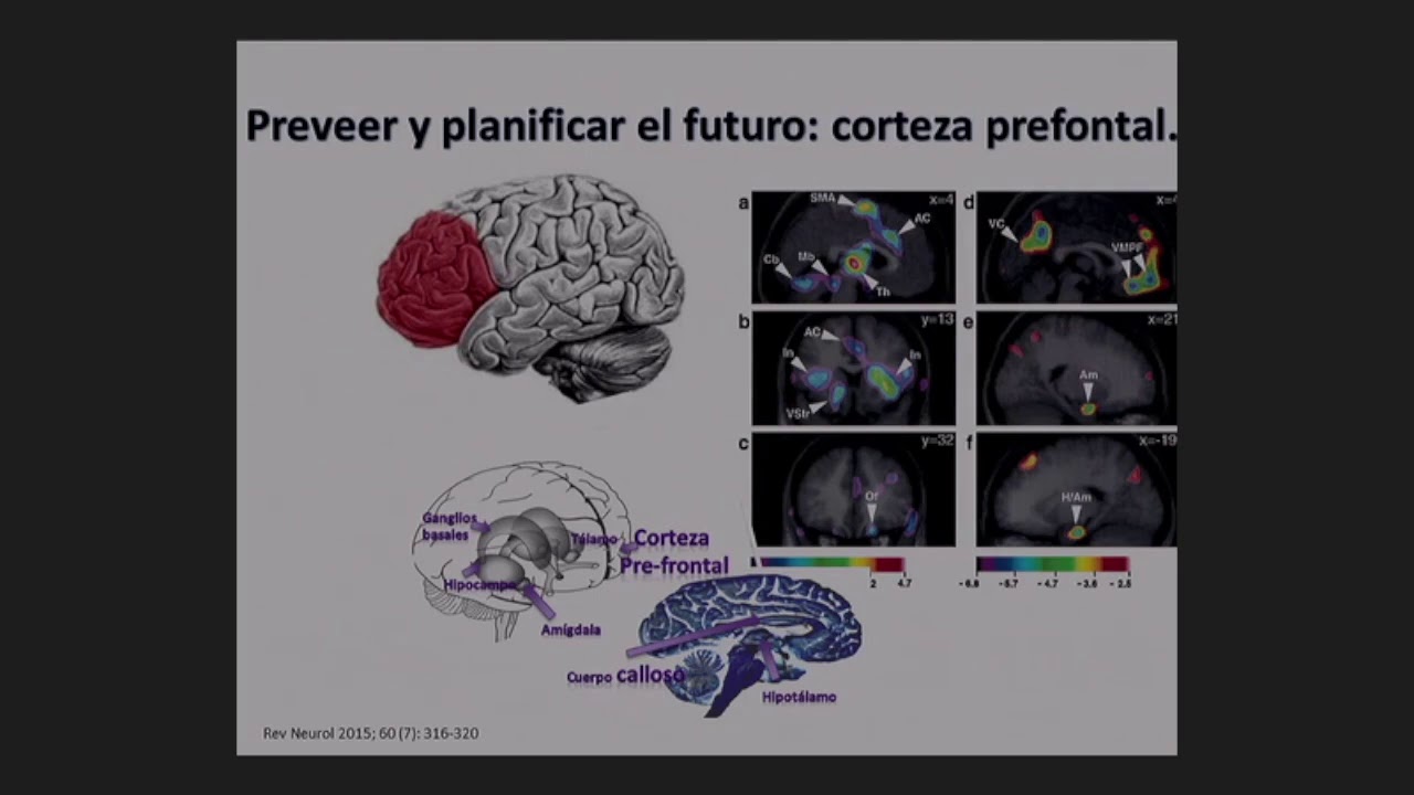 Neurobiología de la violencia