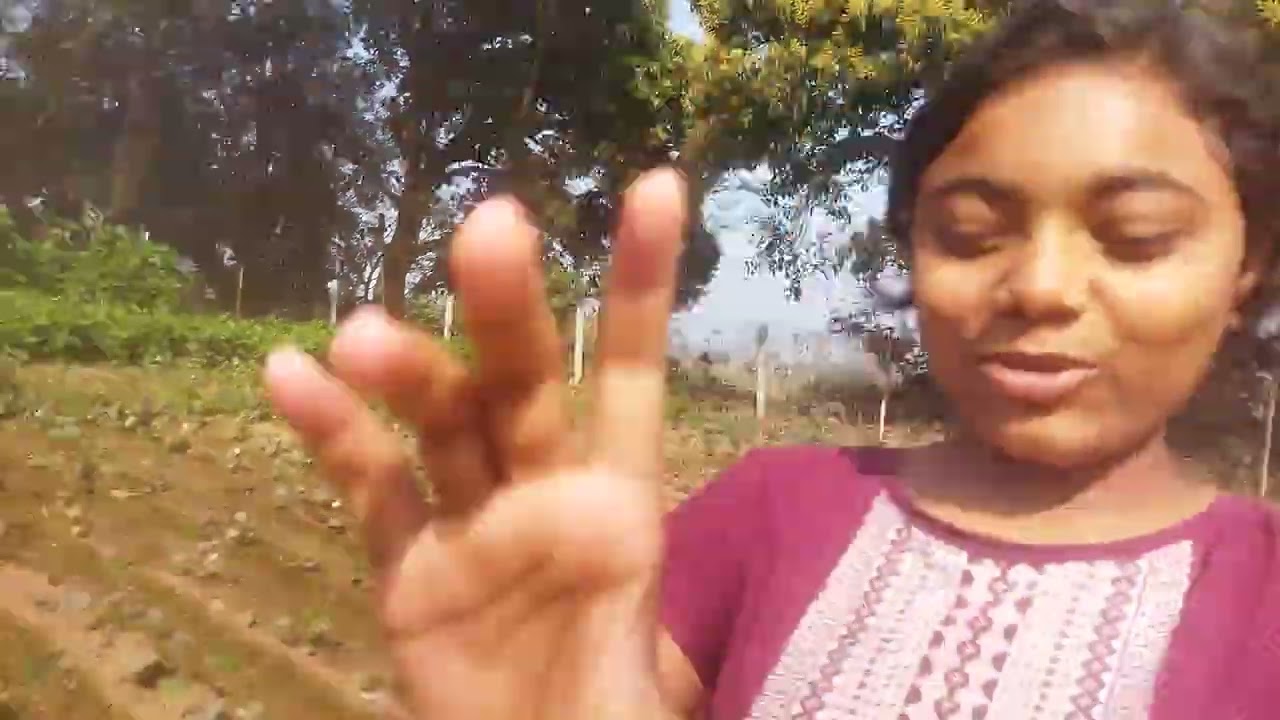 Our Agriculture Farm, Odia Vlogs, Lilylusi Vlogs, 1st Vlogs Of our channel #odiavlog 