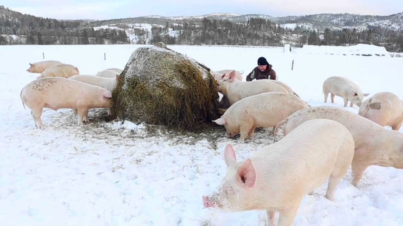 Velg bort kunstige tilsetninger - Økologisk juleribbe