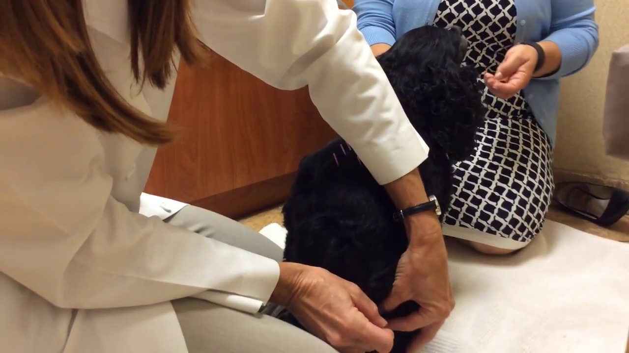 Acupuncture for Pets
