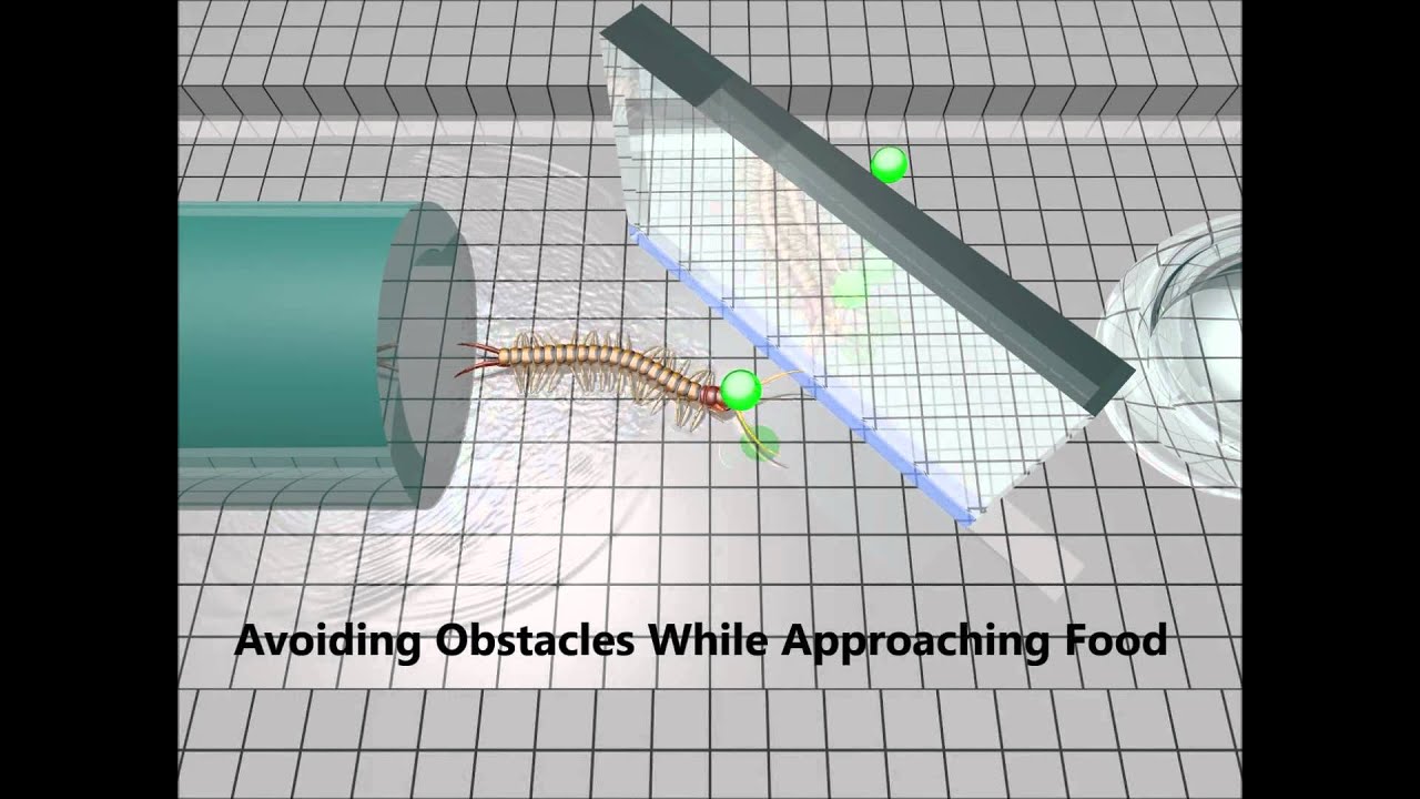 Modeling and animating myriapoda: a real-time kinematic/dynamic approach