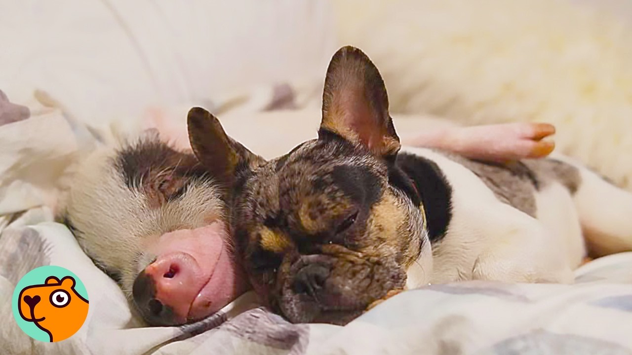 Pig And Puppy Think They’re Twins. No One Saw it! | Cuddle Buddies