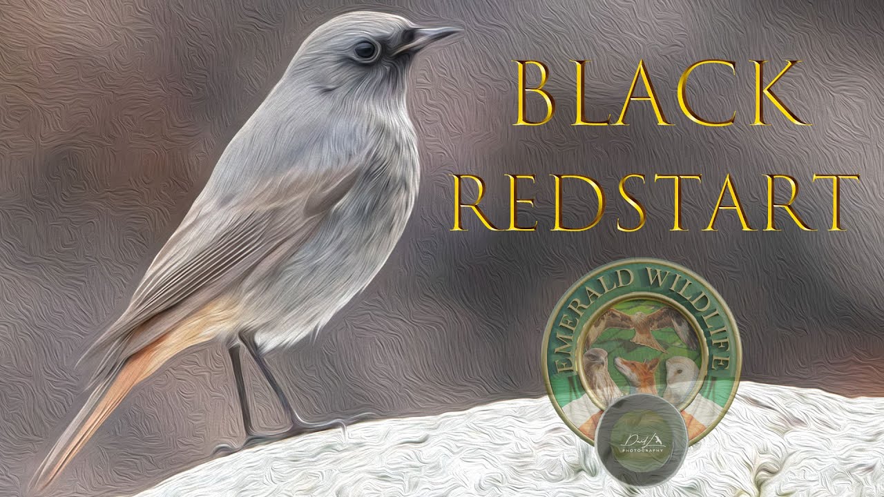 The Black Redstart ~ IRISH WILDLIFE PHOTOGRAPHY