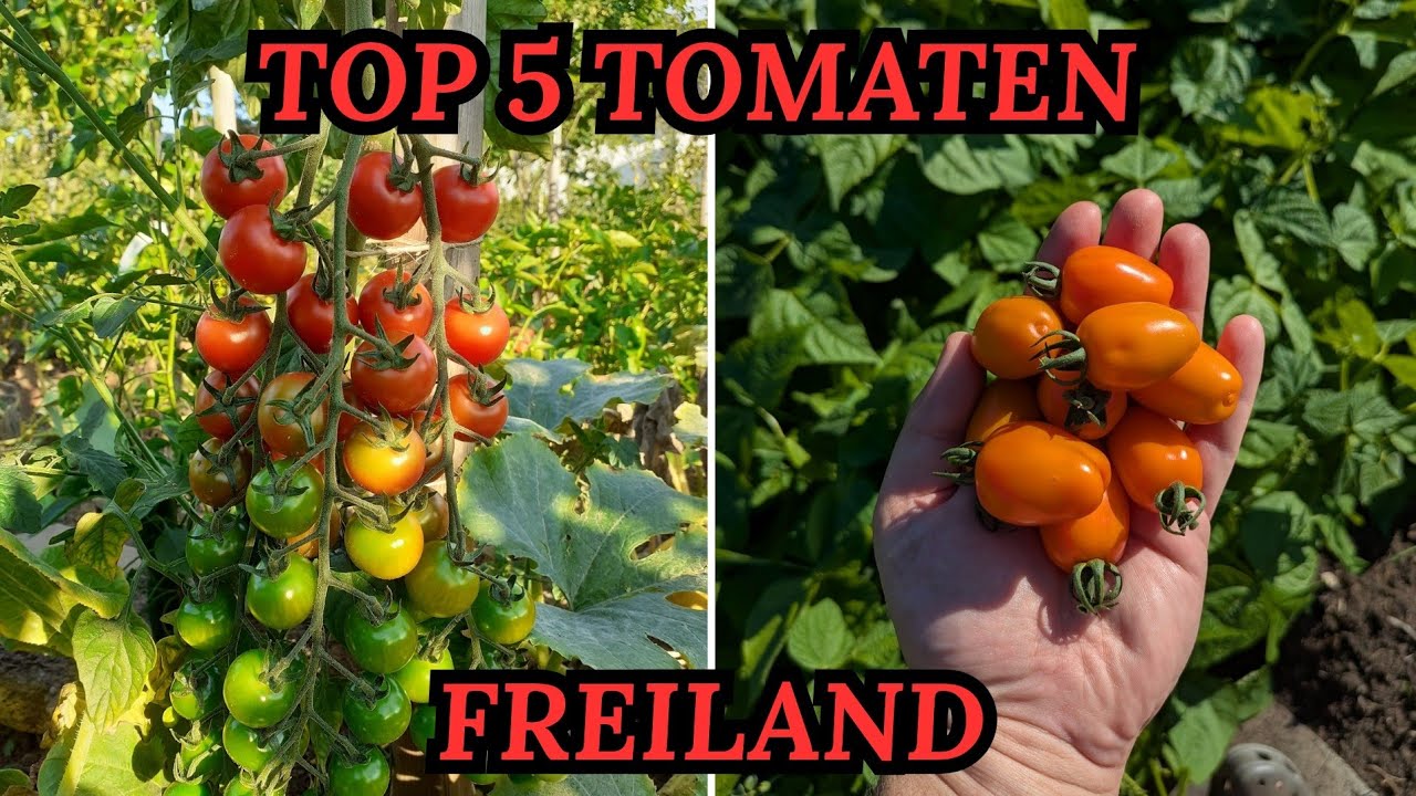 Robust, ertragreiche und lecker 🍅🌱 Top 5 Tomatensorten fürs Freiland