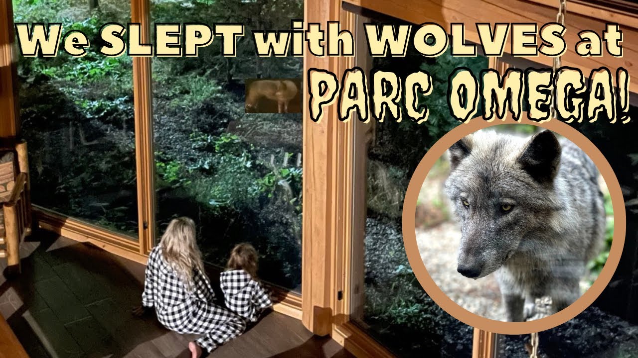 We SLEPT with WOLVES at Parc Omega/unique stay/ wolf experience/Parc Omega wolf stay Canada