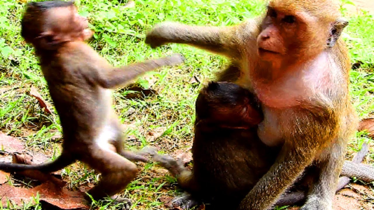 Poor lori ! Monkey FIGHT Lori even Amari nearby , Amari very angry Dana so much