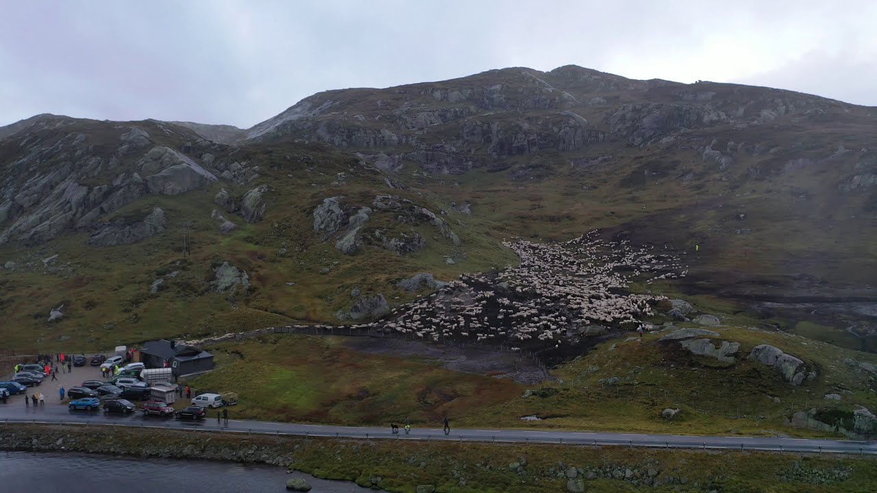 2:5 :: Sauesank Rosskleppfjorden - Sirdal - 2020