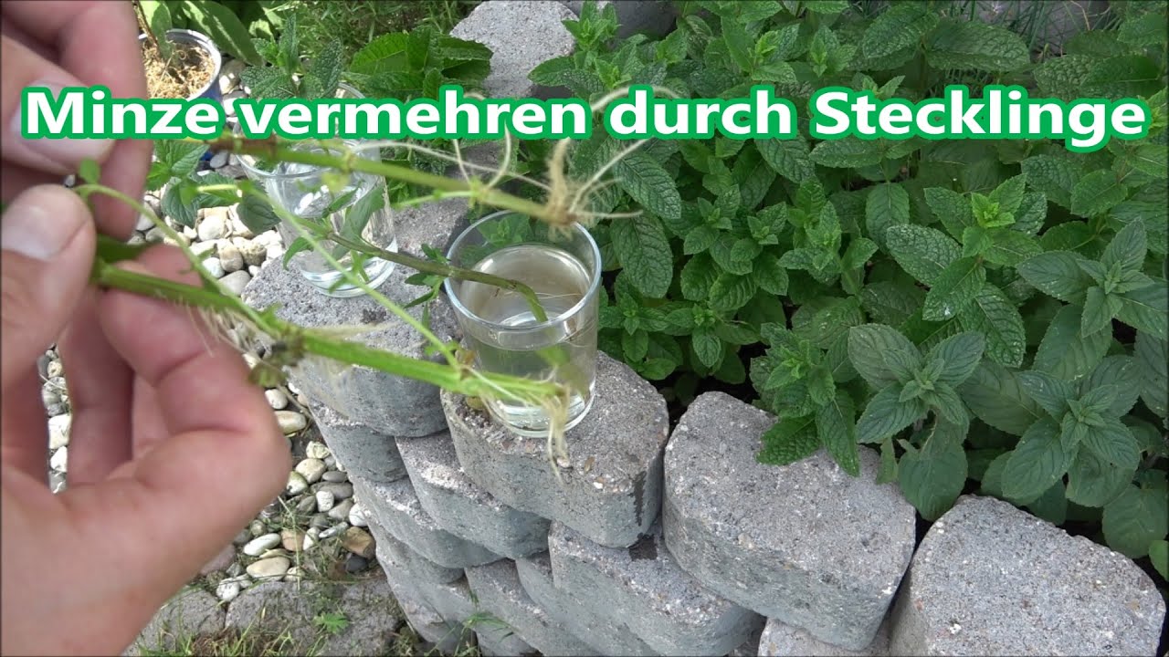 Minze vermehren durch Stecklinge so klappt es garantiert Minze Ableger selber ziehen