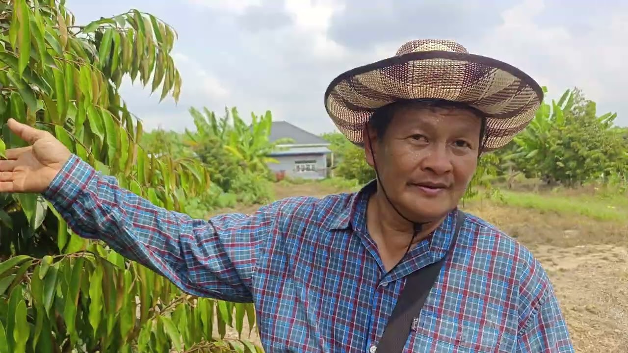 ชมทุเรียนเฮียตี๋