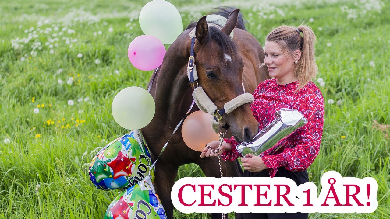 CESTER FYLLER ÅR! FoalFollow, MMReiningstars og sårskade