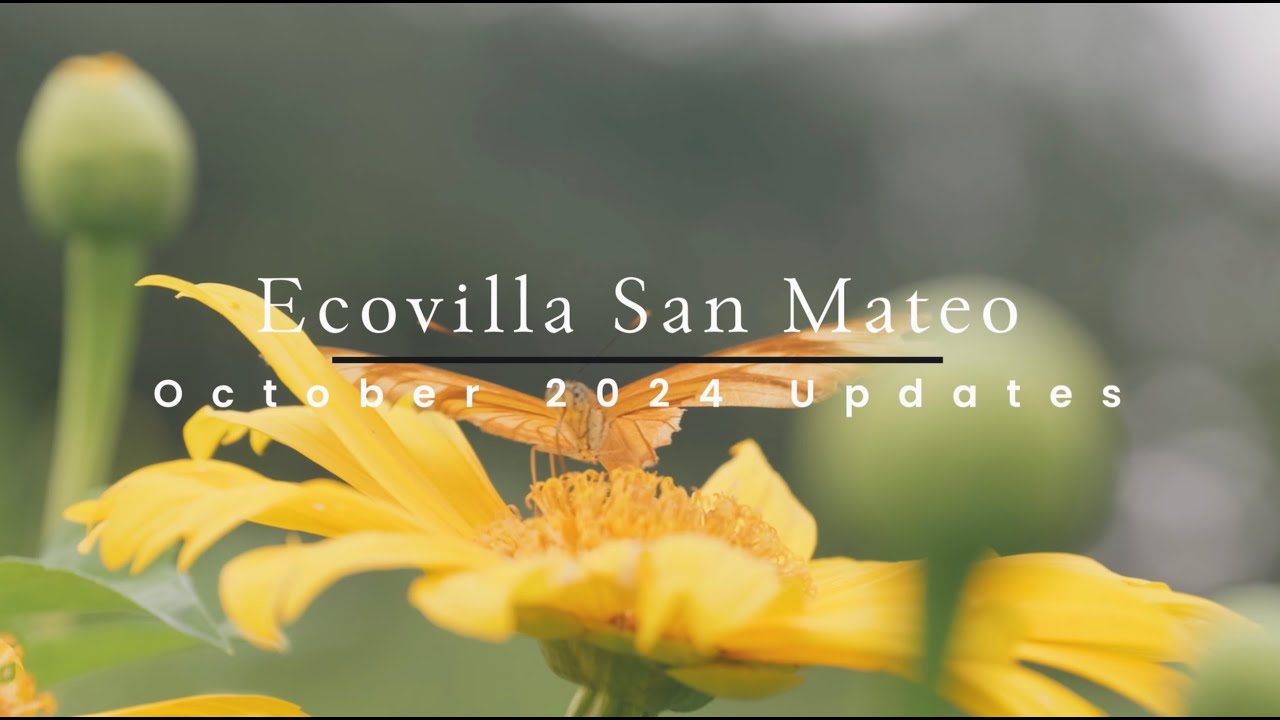 Ecovilla San Mateo -  October 2024 updates