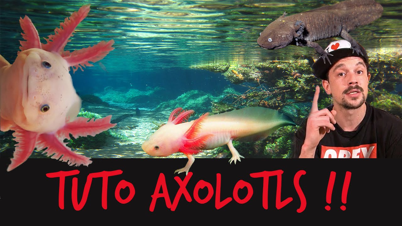 TUTO : UN AXOLOTL ? WTF !  - TOOPET