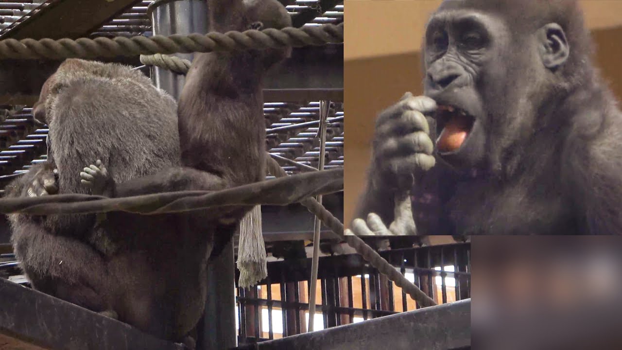 Кинтаро не смог забраться на спину своей мамы.🅷🅾🆃 KyotoZoo, Gorilla
