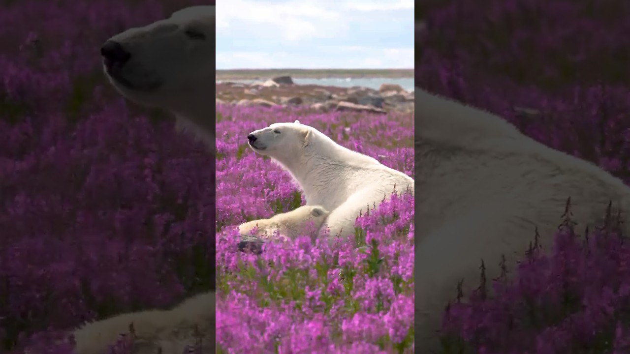 The key to successful wildlife photography with Nikon Canada ambassador Martin Gregus! 🐻‍❄️