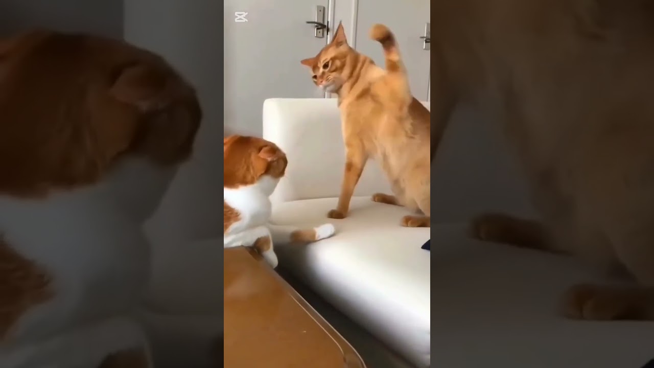 Gatos rebeldes. #gatos #gatitos #mascotas #cats