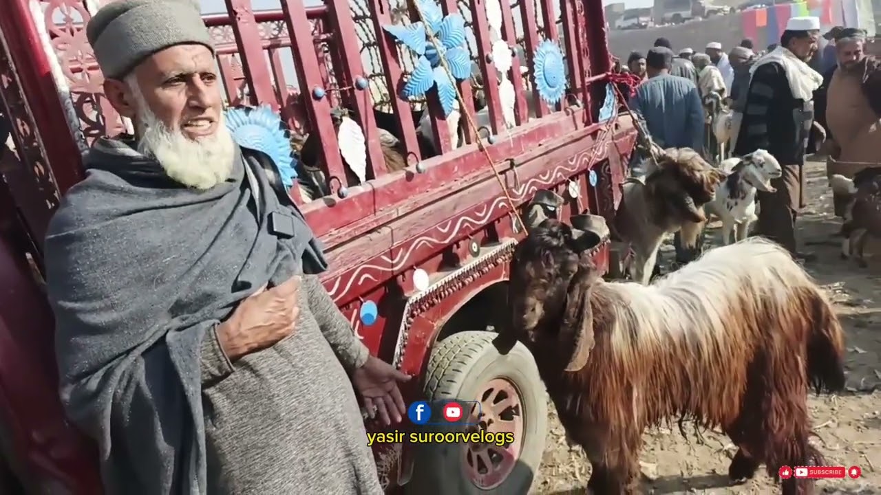 نوشہرہ کی سب سے بڑی بکرا منڈی ریٹ اپدیٹ | 🐐#youtube #goat #viral 
