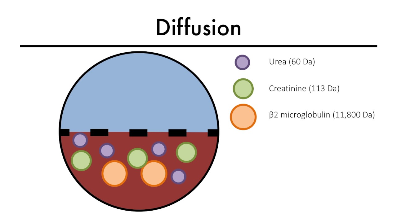 Hemodialysis Kinetics 101 03 Diffusion