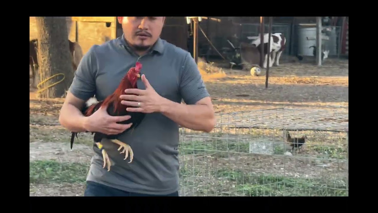 Evita Enfermedades en Tus Gallos (Limpieza CLAVE)