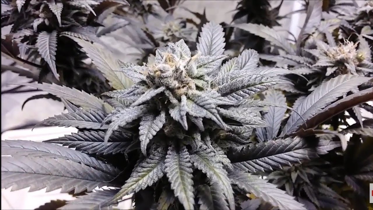 BC GOD BUD HARVEST