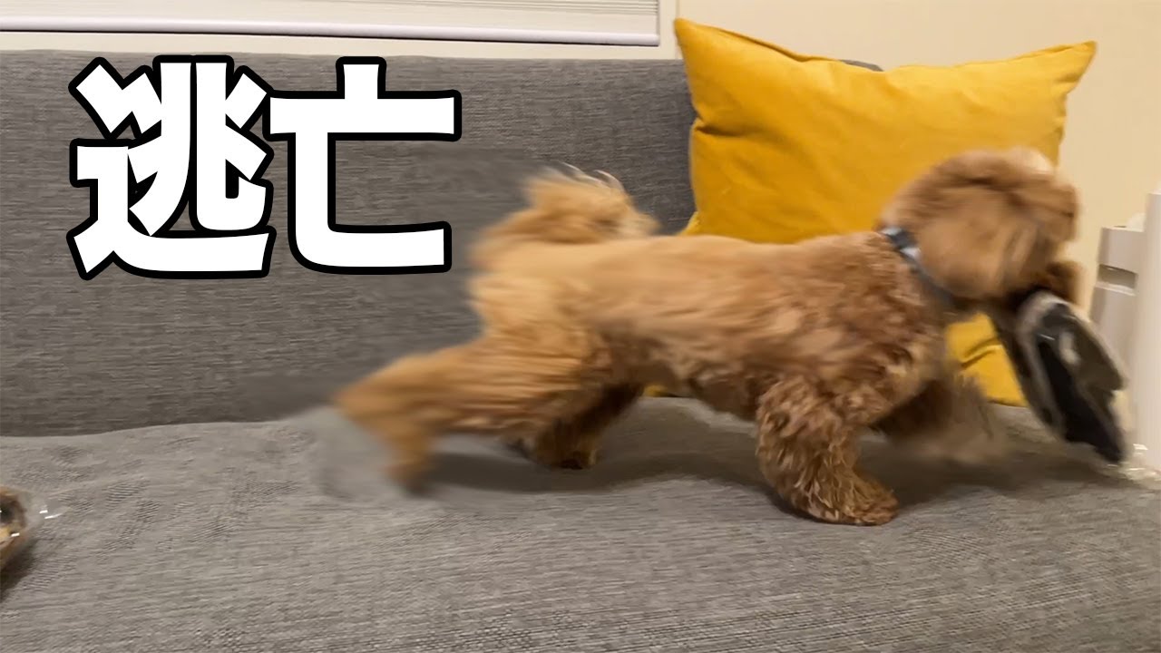 新しいおもちゃが好き過ぎて取られないようにと逃げ出しました
