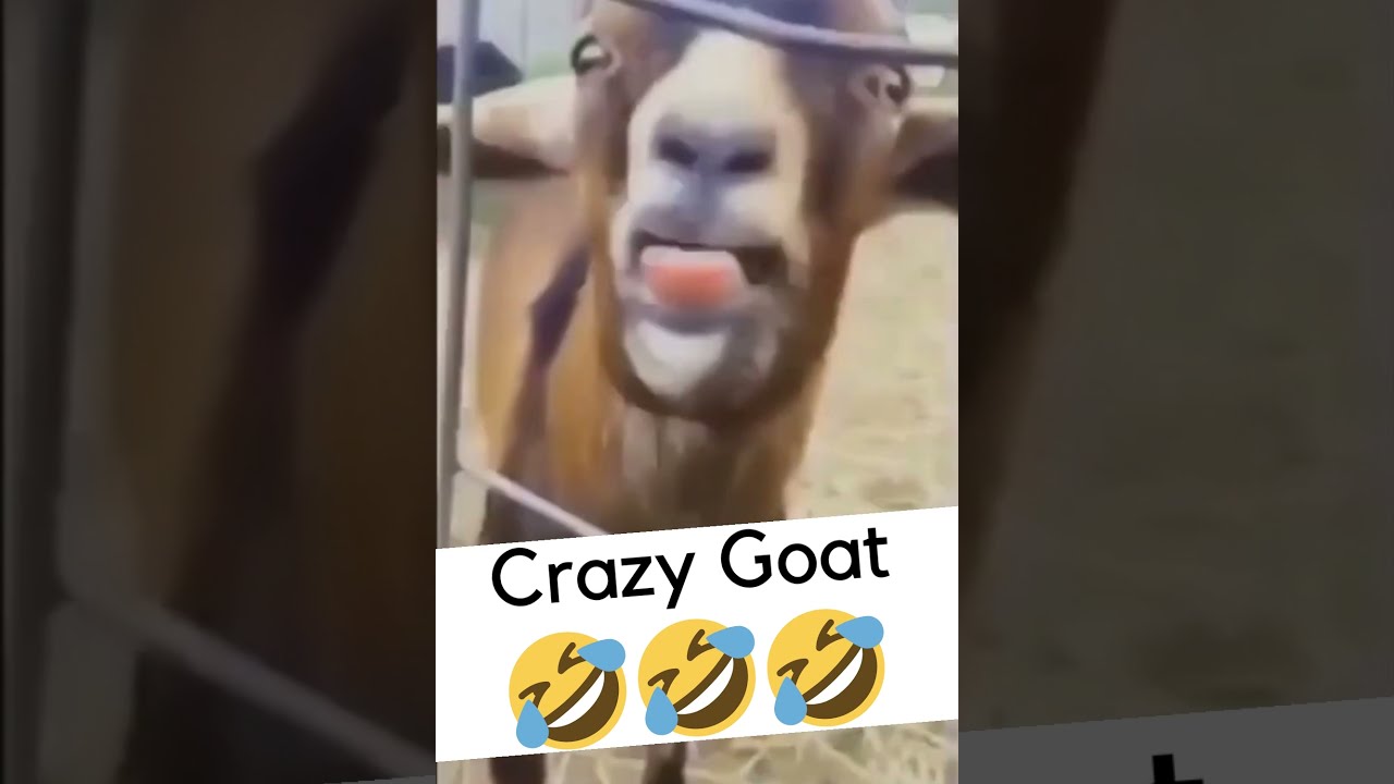 Goats Yelling Like Humans 😅 Best Funny Pet Videos 2021