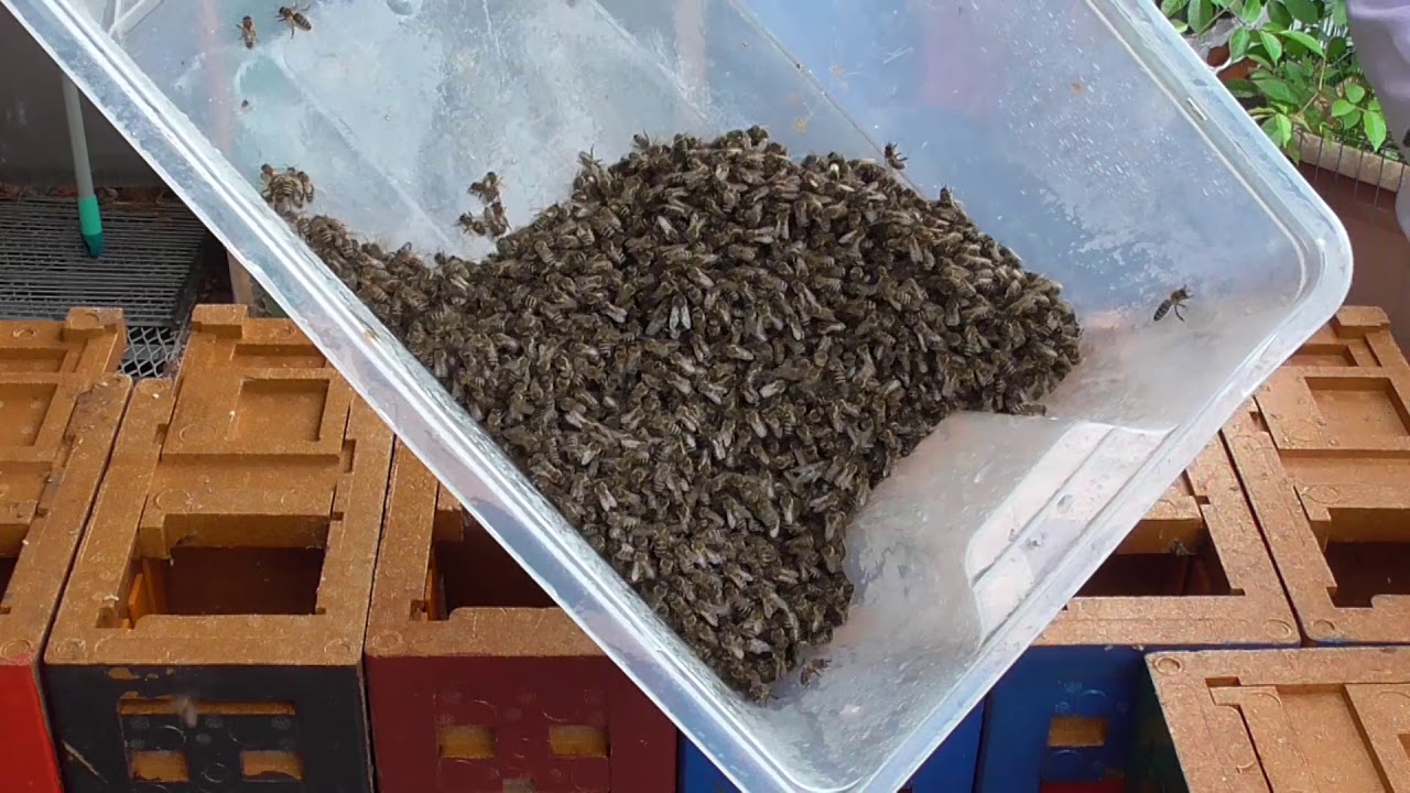 Bienen Imkerei, Königinnenzucht 2