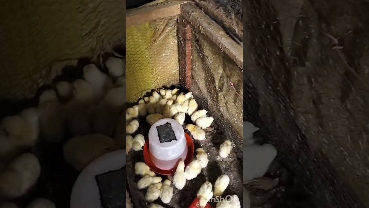 Brooding the first batch of broiler chicks for the year at the farm