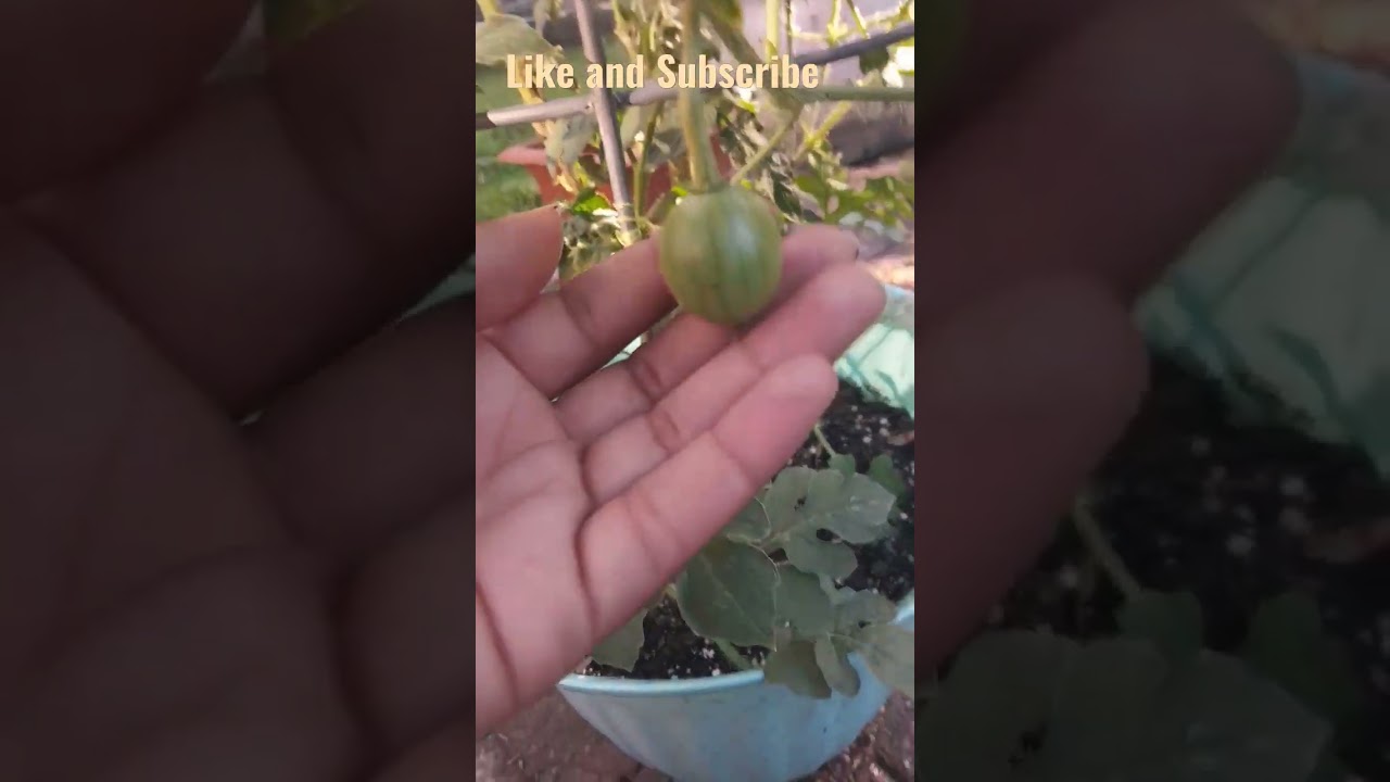 #Late season melon growing