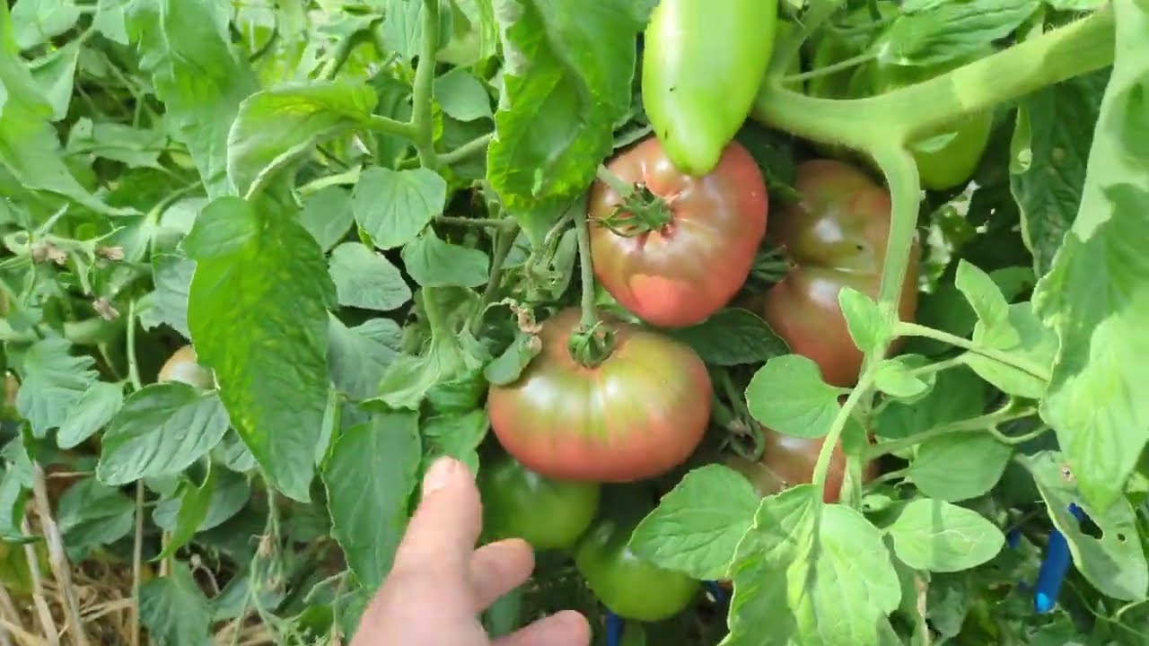 SoCal Kitchen Garden Tour (Tomatoes and More)