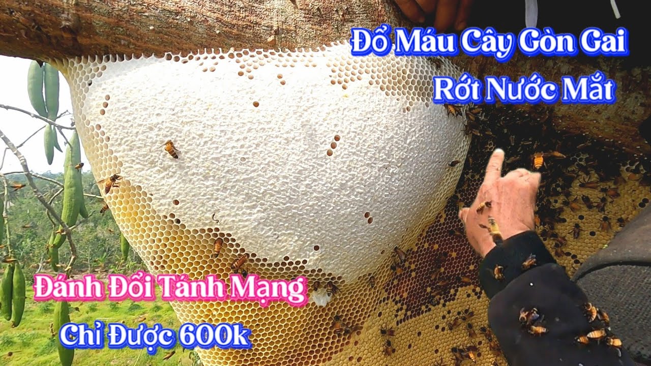 #1089. Điệp Bị Ong Đánh GẦN CH.ẾT Chủ Nhà Cho 600k Rớt Nước Mắt. Got hit NEARLY by a Bee. Won 600k