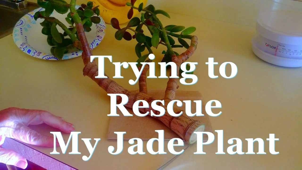 Stem Rot in Jade Plant - Can I Rescue It?