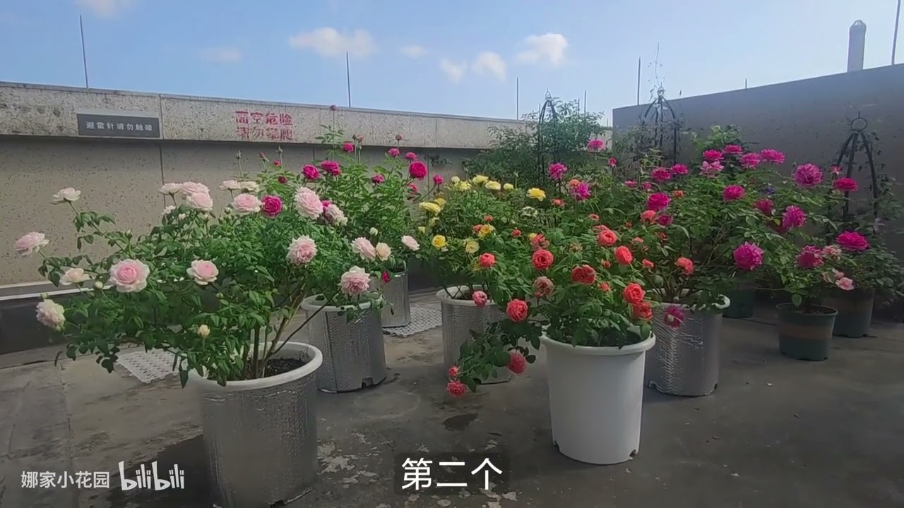 为什么我收到蛭石栽种的月季小苗要洗根？Why did I receive the rose seedlings planted with vermiculite to wash their roots