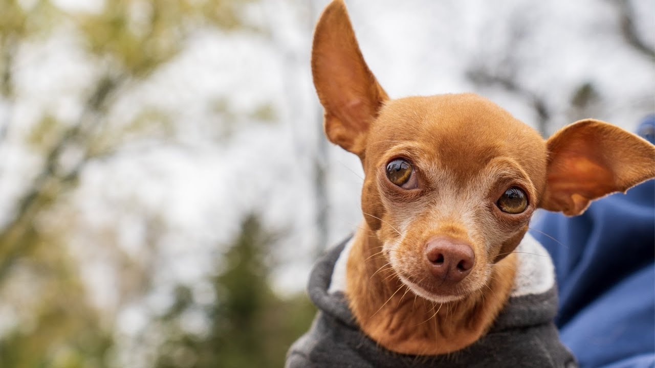 World's Nicest Chihuahua Dog Loves Making New Friends at the Playground