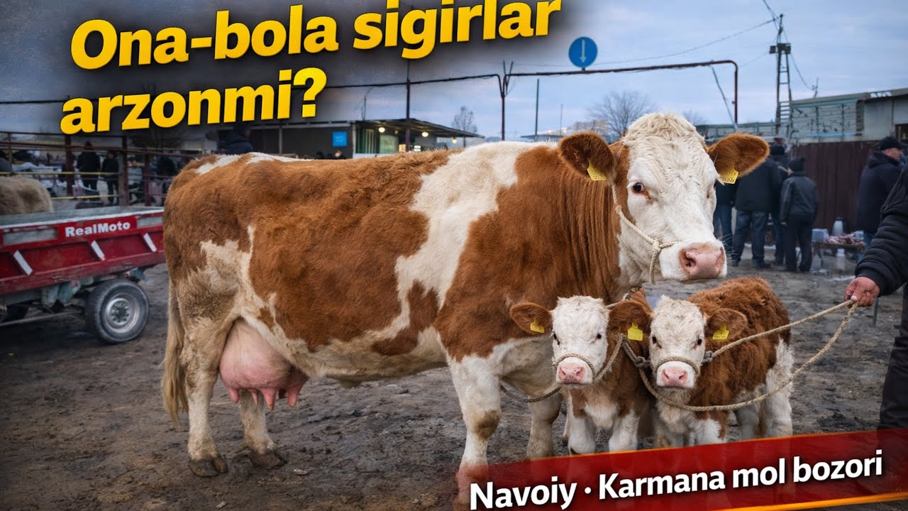 Ona bola sigir narxlari 🔥 7-fevral Navoiy Karmana mol bozori narxlari 2026
