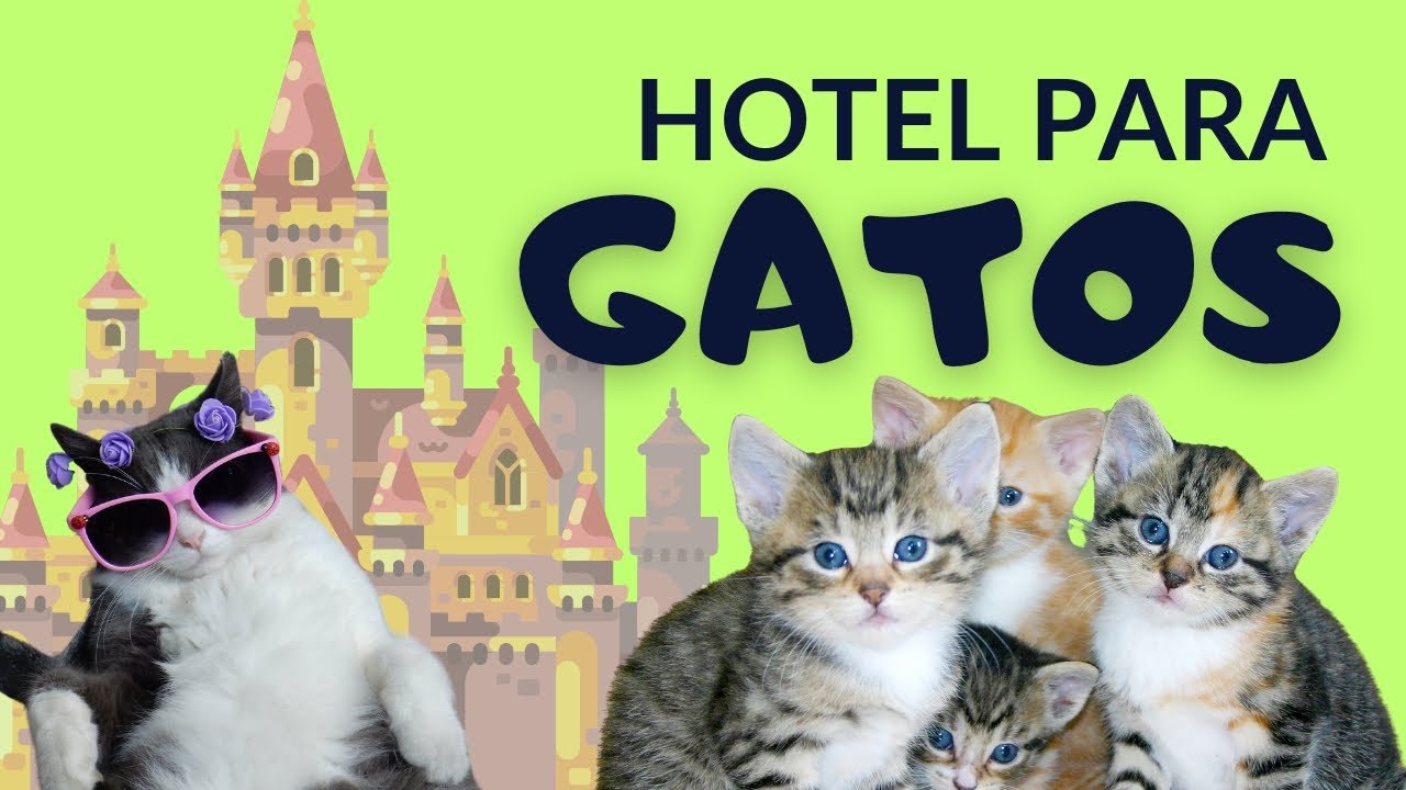 HOTEL para GATOS ,  un DISNEY para MASCOTAS! 🌅 PASEOS Y TURISMO 🌅