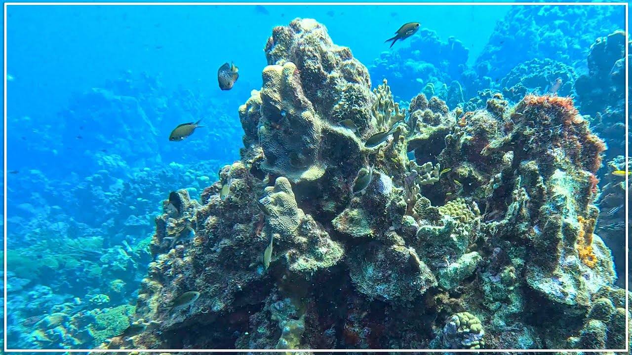 Exploring the Alice in Wonderland Reef at Playa Kalki in Curacao