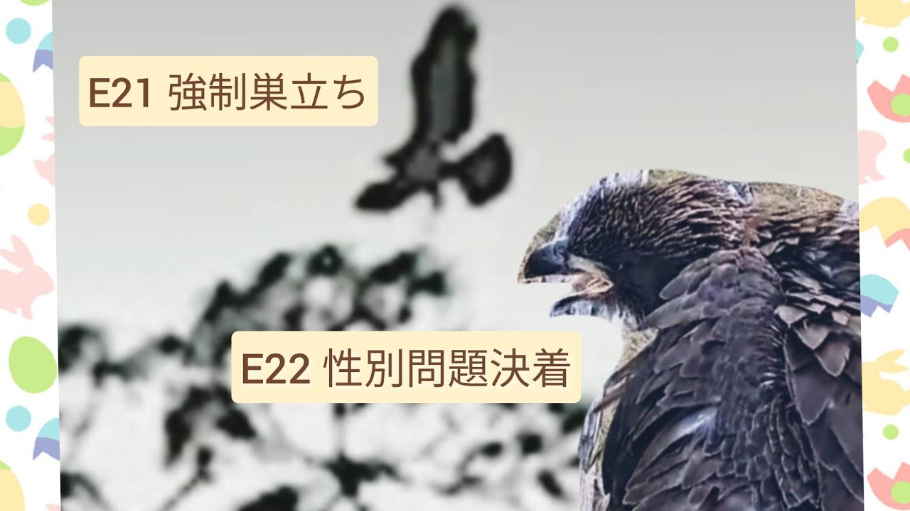 part12 E21強制巣立ち / E22性別問題決着【SWFL Eagles】シングルファザー女難の日々 〜Southwest Florida Eagle Cam 鷲〜