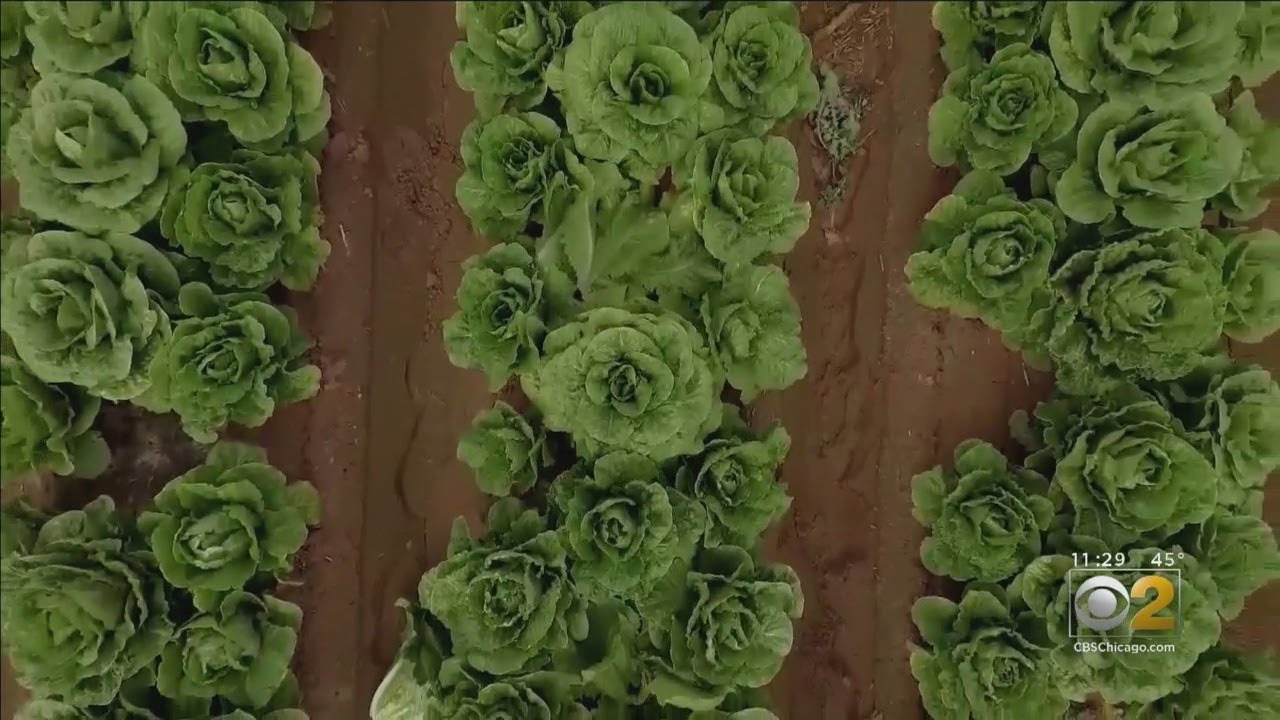 Latest E. Coli Outbreak Linked To Romaine Lettuce Spreads