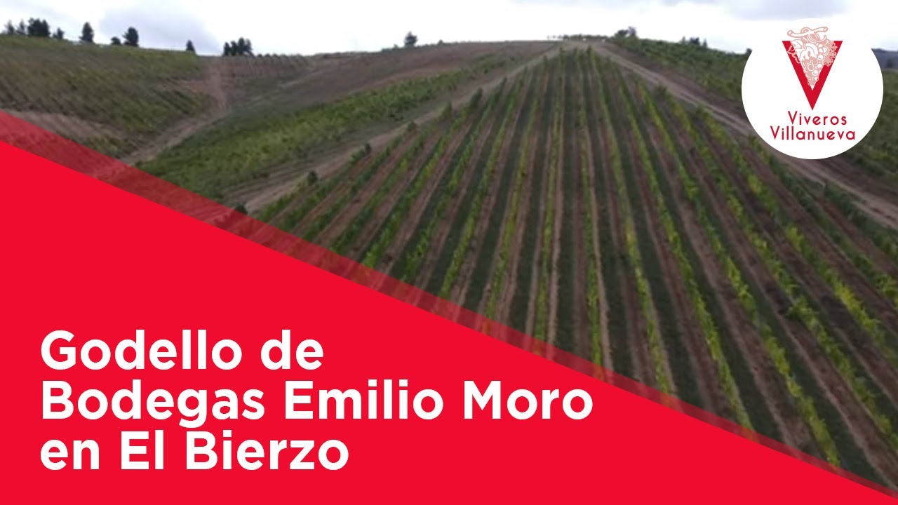 Godello de Bodegas Emilio Moro en El Bierzo