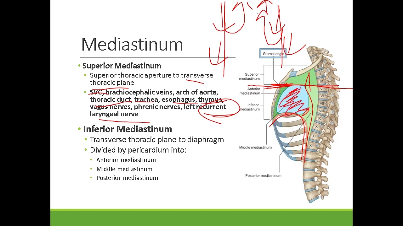 Clinical Anatomy Thorax : Mediastinum and Pericardium