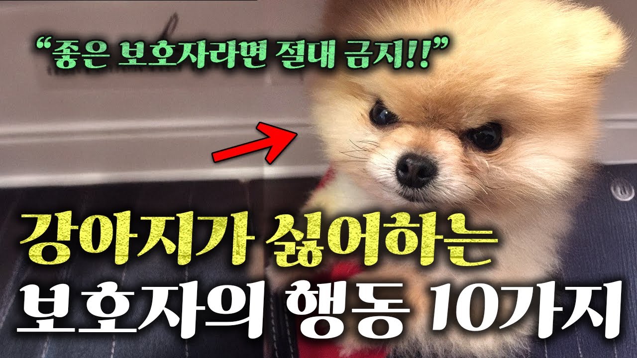 강아지에게 절대 하지마세요.. l 좋은 보호자라면 꼭 알아야 할 강아지가 싫어하는 행동 10가지