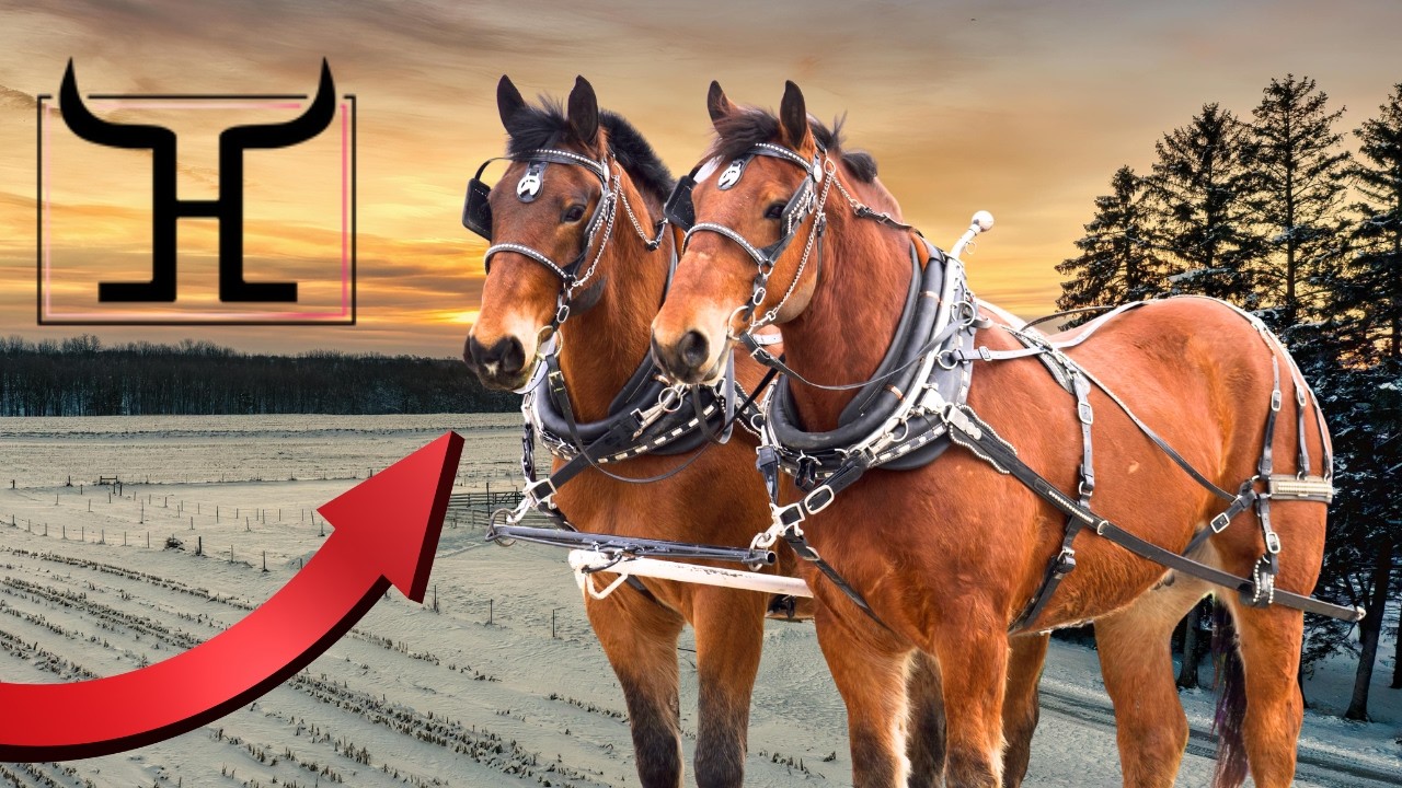 Batman & Robin | Beginner Safe Percheron Belgian Cross Draft Horse Team