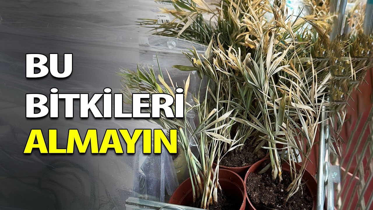 Bitki Alırken Dikkat Etmeniz Gerekenler | Bitki Alışverişi P&uuml;f Noktaları 🪴