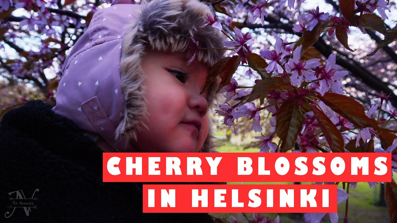 Cherry Blossoms in Roihuvuori Park (Roihuvuorikirsikkapuisto) Helsinki | The Nommiks - Vlog # 3